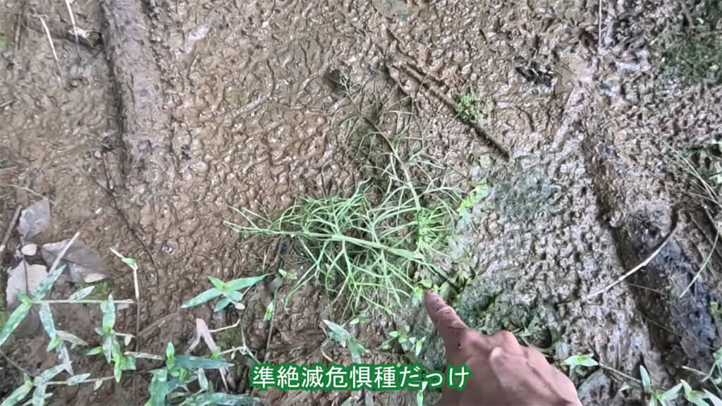 ヒメミズワラビを発見