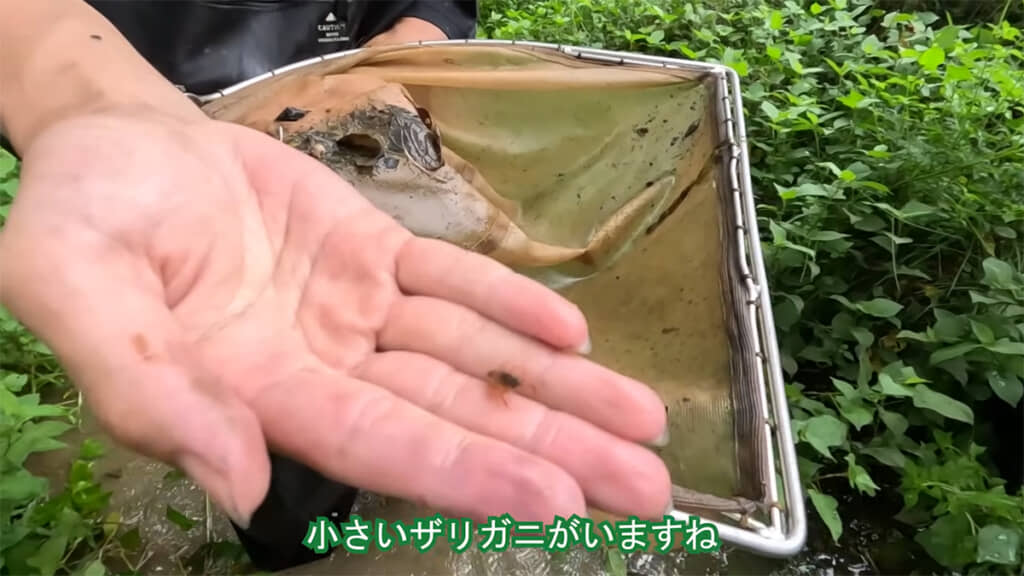 こちらにも小さなザリガニの姿が
