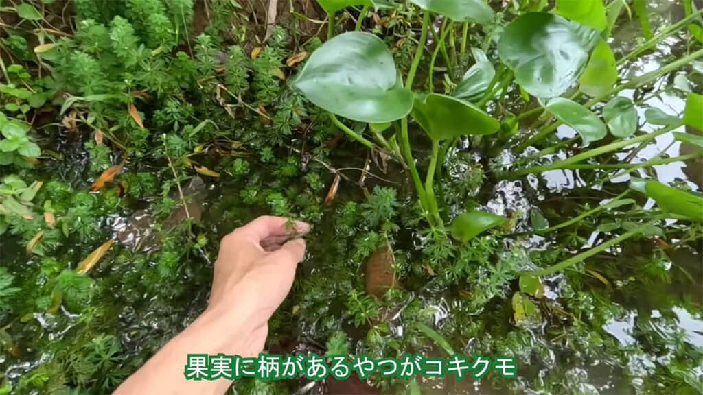 絶滅が心配されるコキクモが生えていました
