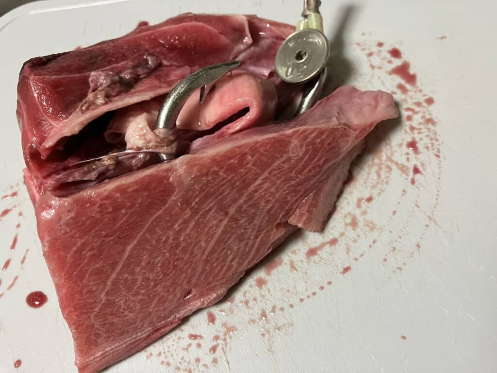 マグロの中から出てきた想像を超える大きさの釣り針