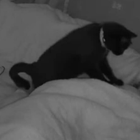 「尊い」「まさに守護天使」　主人が睡眠中に発作→飼い猫が取った“驚きの行動”に感動の声　SNSで620万回再生【海外】 | 猫 ねとらぼ