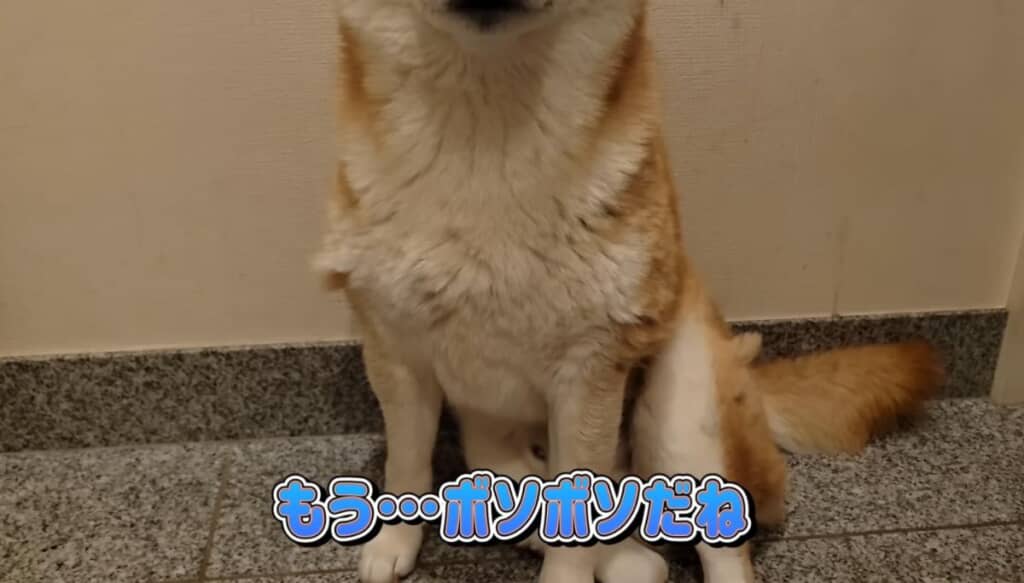 こむぎくんに換毛期が到来