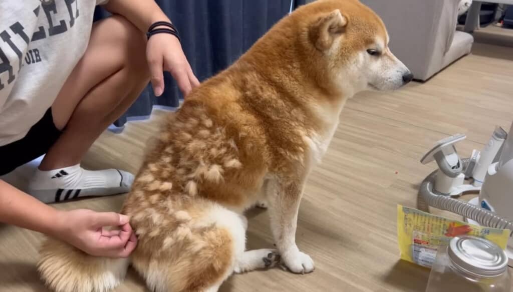 まずは手作業で抜け毛をむしります