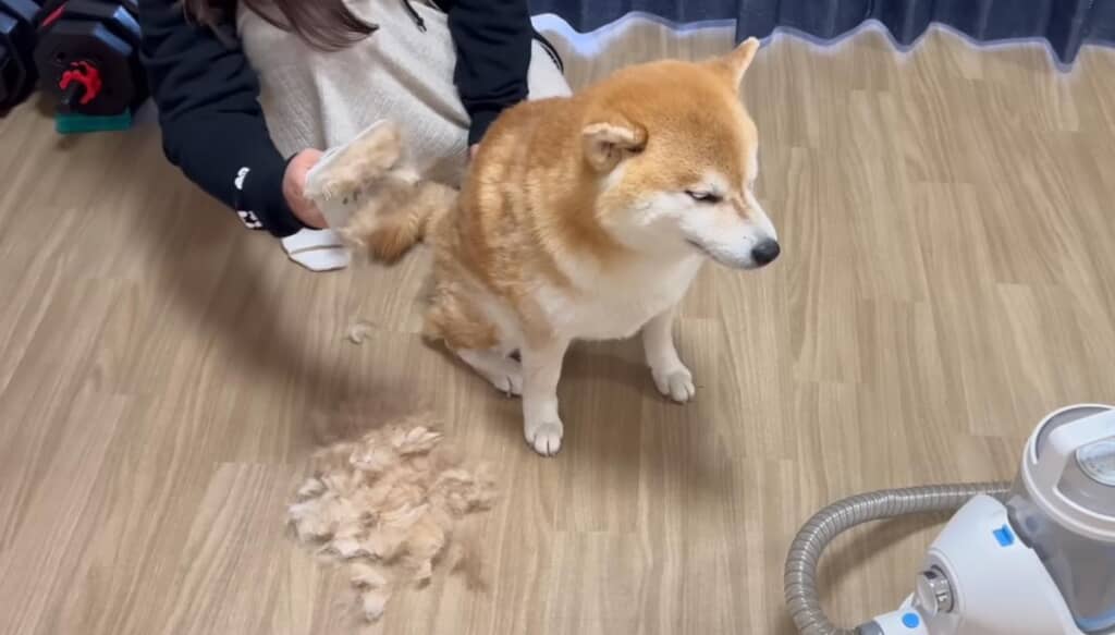 ブラシでなでると……抜け毛がごっそり