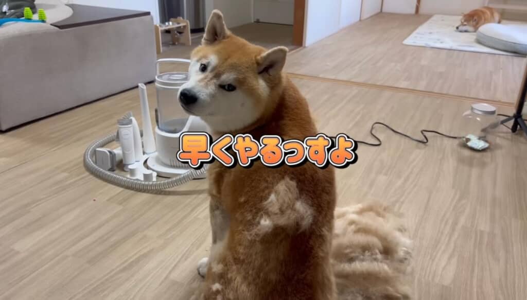 「早くやるっすよ」