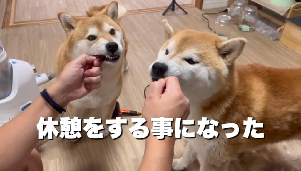 ここで、わらびちゃんも加わります