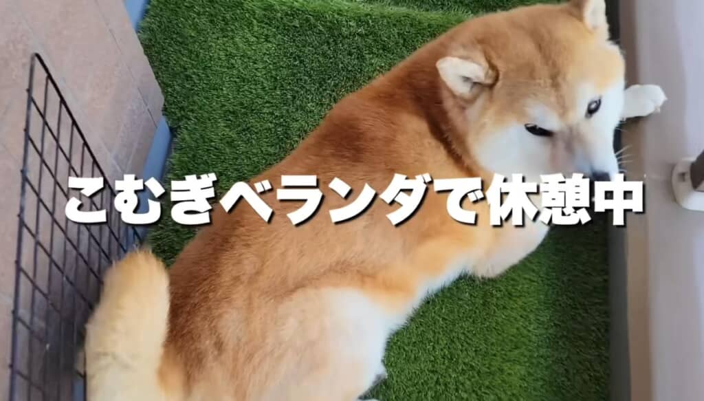 しかし、疲れてしまった様子のこむぎくん