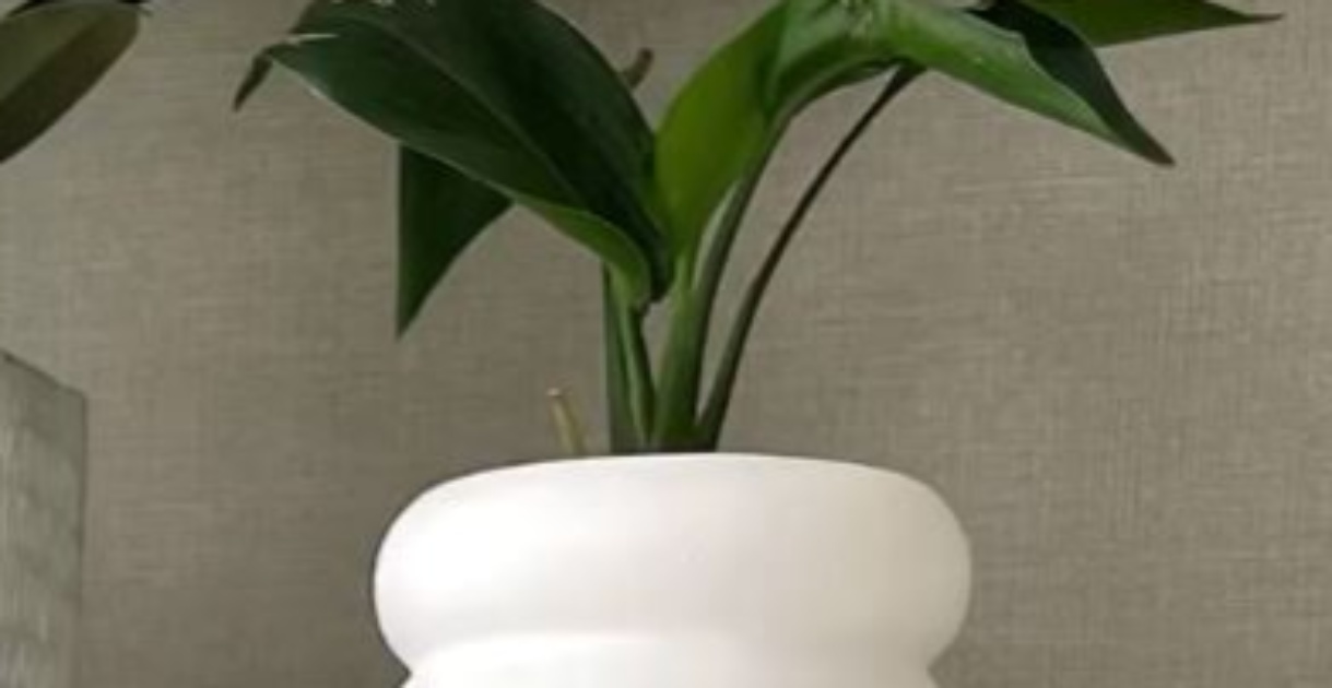 ダイソーで購入した観葉植物を、大事に大事に育てたら……　1年6カ月後の姿に「ヤバい」「すごいです！」と50万再生　（1/3） | ライフスタイル ねとらぼ