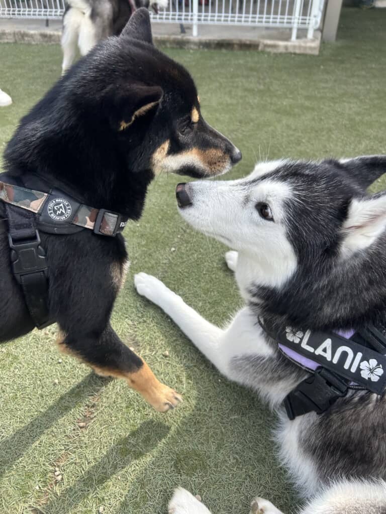 柴犬に好かれるラニ姉さん