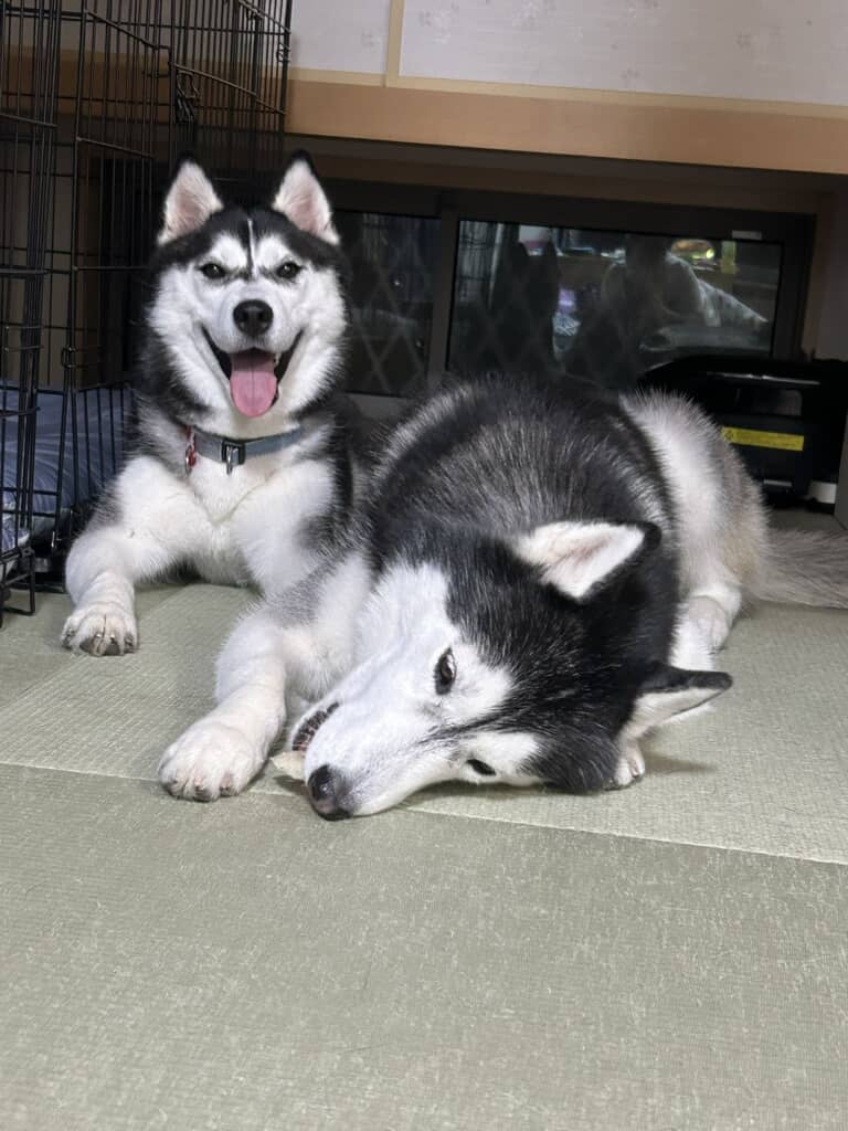 姉ちゃんにおもちゃ取られてもーた