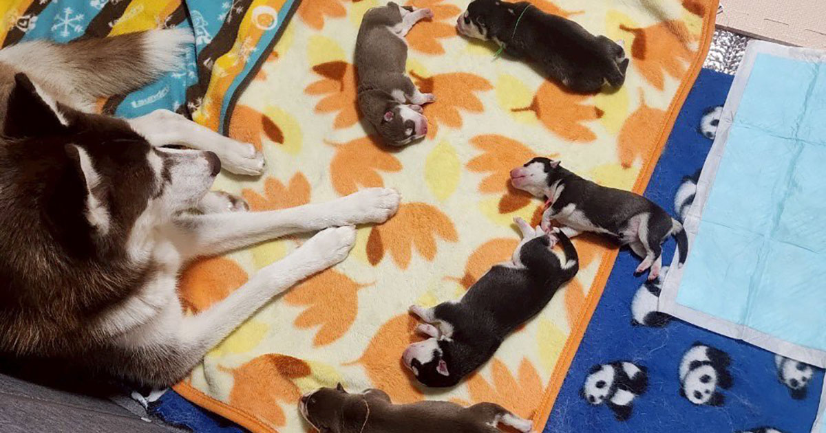 「これがこう！」毛布で眠る“小さな子犬5匹”が1年後、まさかの成長　「こんなに？」「なんてご立派に！」と110万表示（1/3） | 犬 ねとらぼ