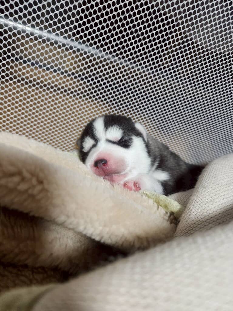 体重300グラムだったLEAちゃん