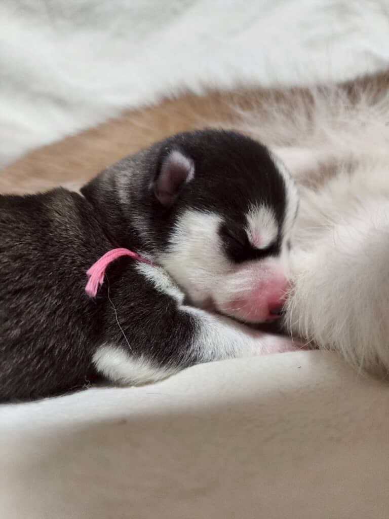 こんなに小さかったのに……