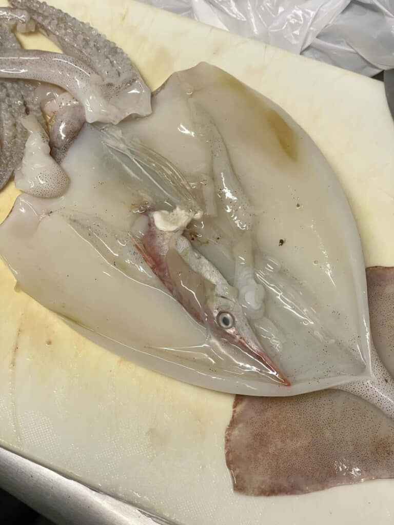 イカの中からコンニチハ