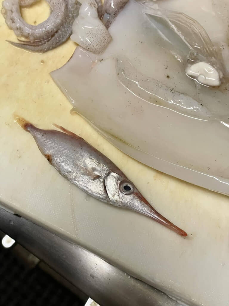 細長い口と大きな目玉がコミカル