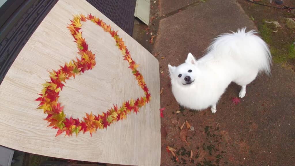 紅葉とベニヤ板でフォトスポットを作成