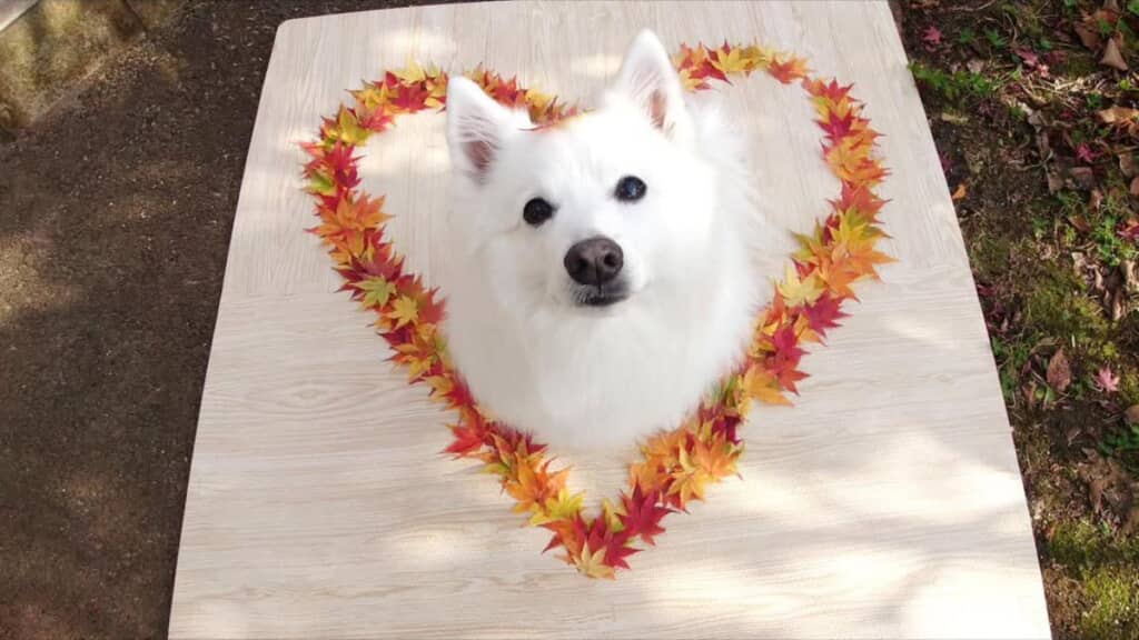 ファンタジーのようなショットに！