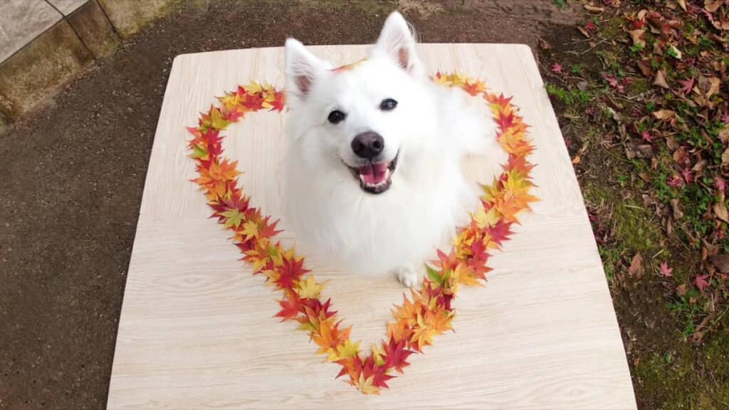 かわいすぎる召喚獣