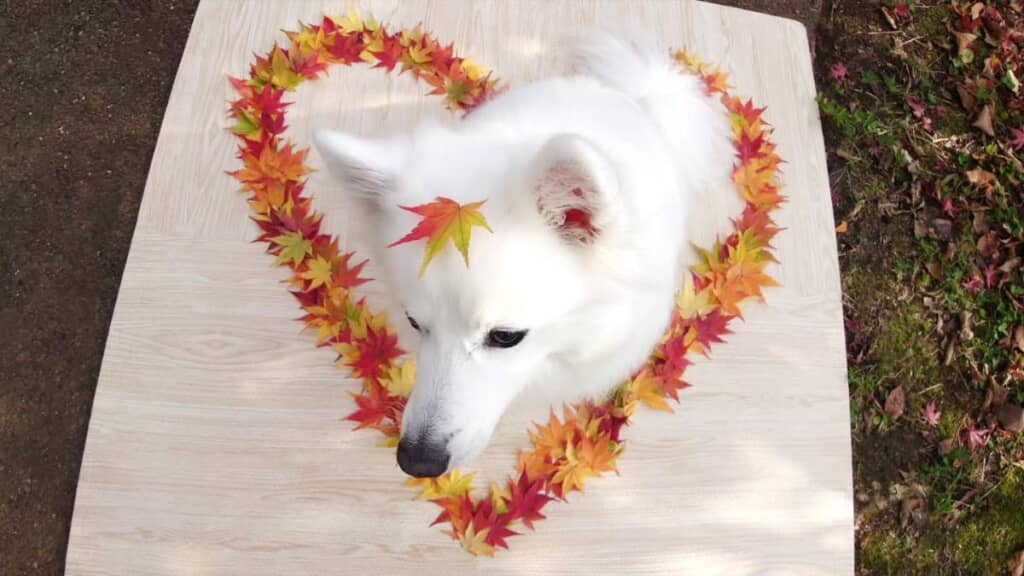 頭に葉っぱをのせているショットも