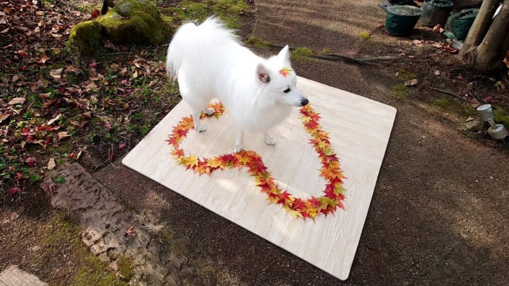 こちらは日本昔なばしのようなカット