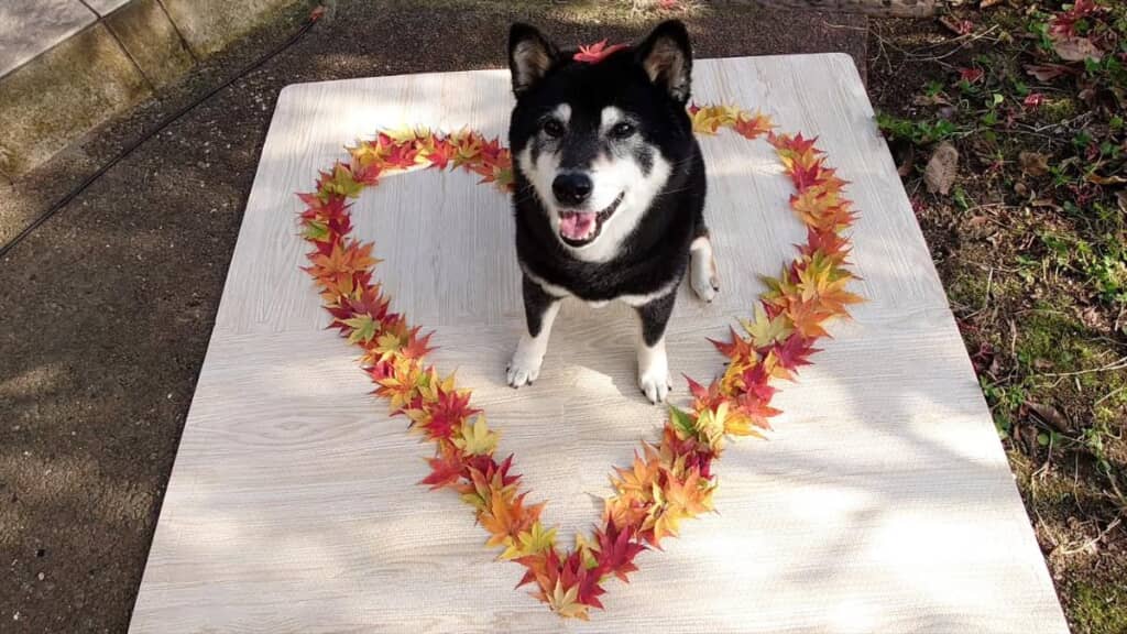 ひなたちゃんはカッコ良く登場！