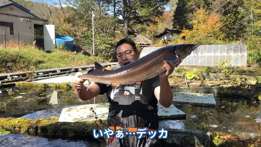 チョウザメを捕獲しました！