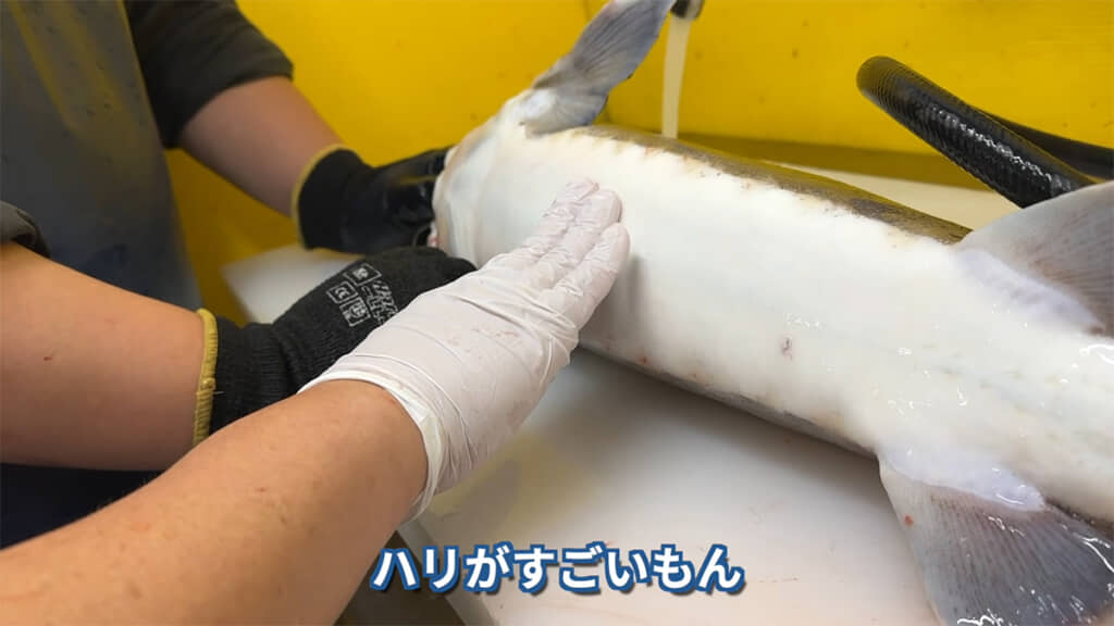 おなかが張っているので、卵もたくさん詰まっているかもしれません