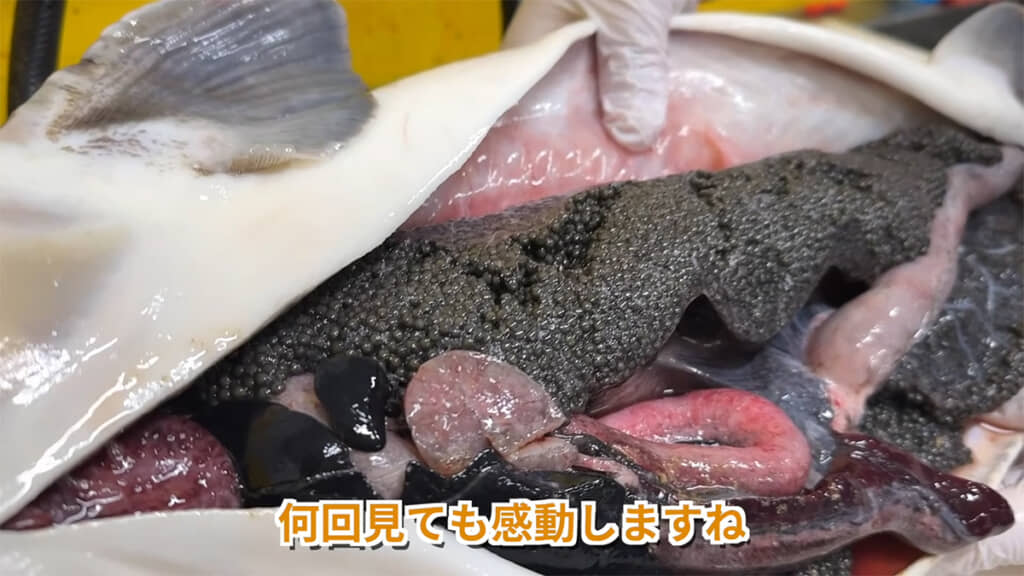 おなかの中には、黒いダイヤがぎっしりと詰まっていました