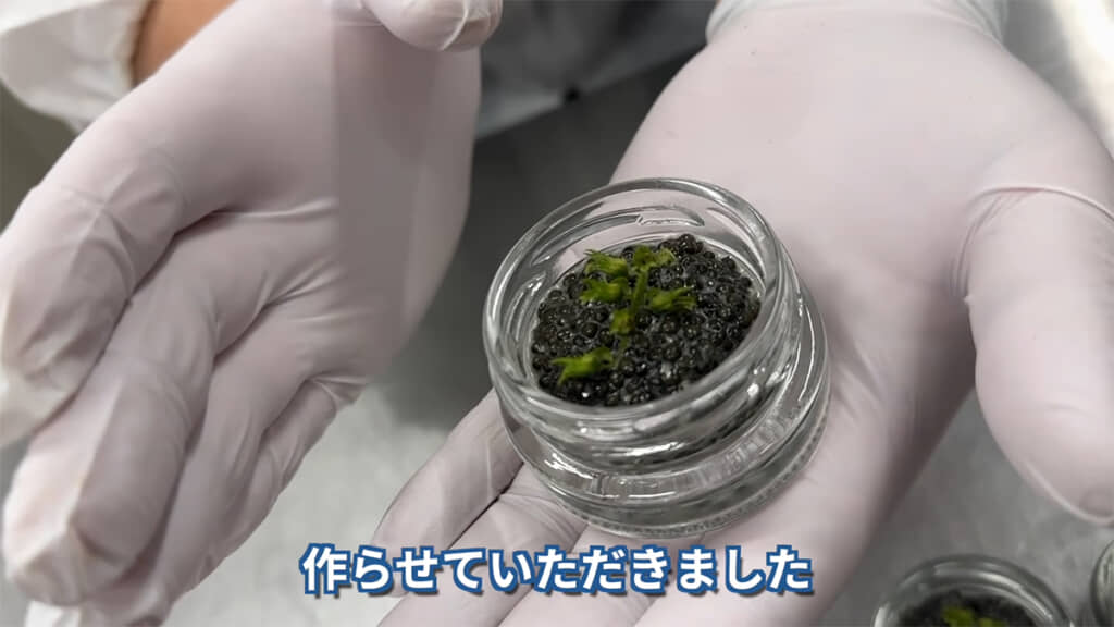 仕上げに穂紫蘇を乗せたら、オリジナルキャビアの完成です