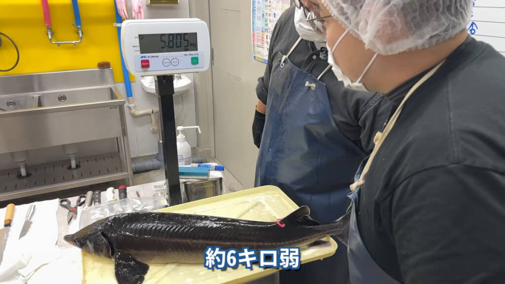 立派なサイズのチョウザメです