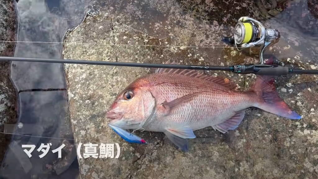 48センチのマダイが釣れた！