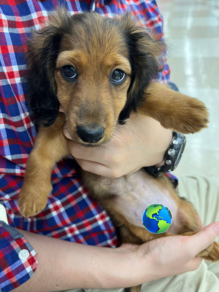 出会ったときはまだ落ち着いていた毛並