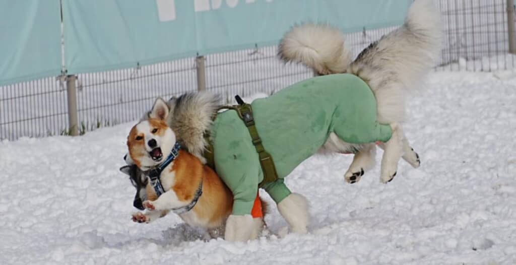 ワンコたちの衝突事故