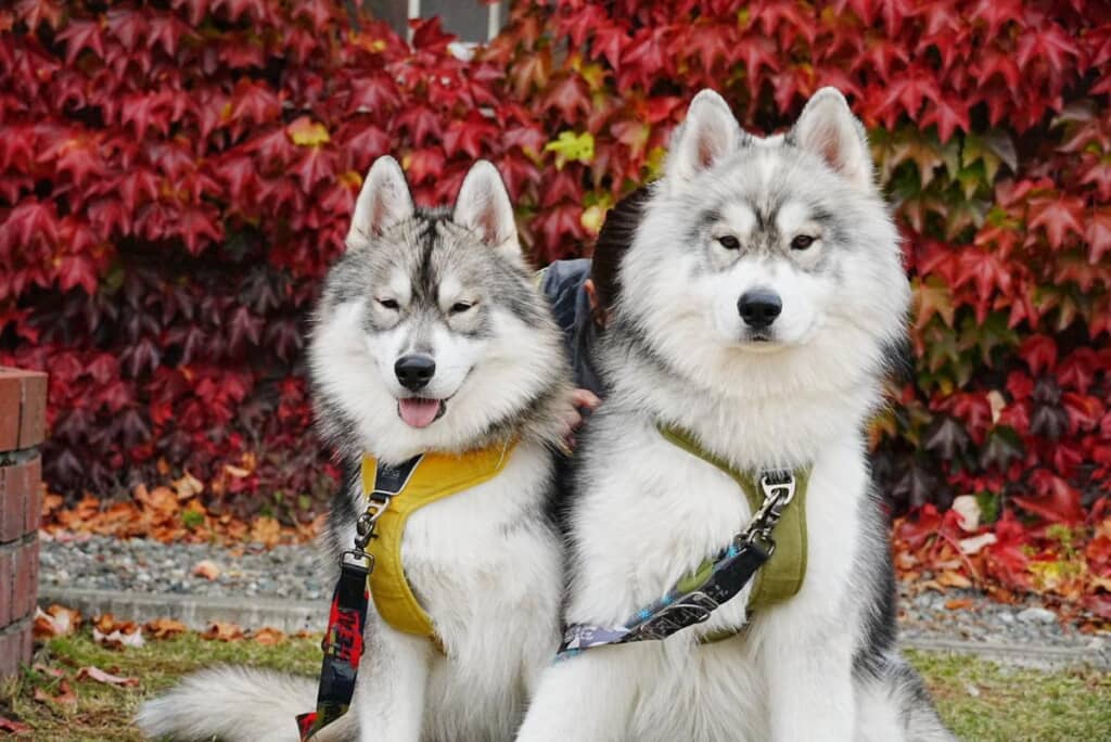 しらすちゃんとほたてちゃん