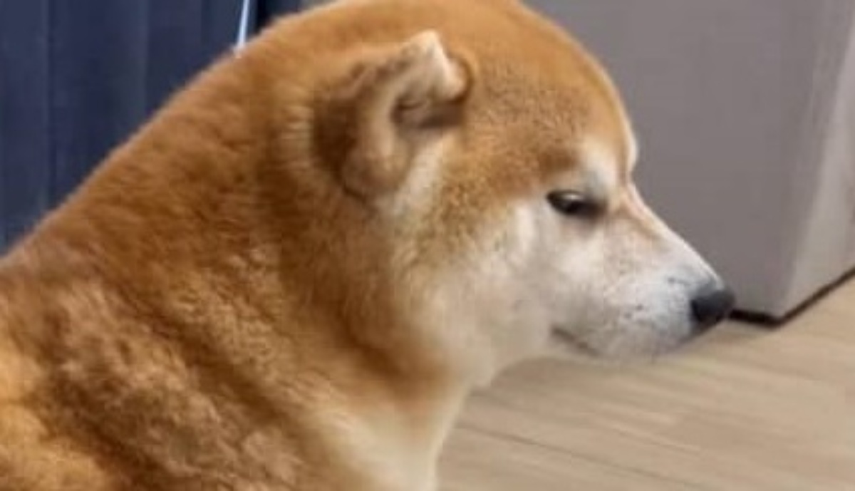 理不尽に毛が抜ける換毛期が到来! 柴犬のブラッシング姿に「たまらん」「クセになる」と話題(1/3) | 犬 ねとらぼ