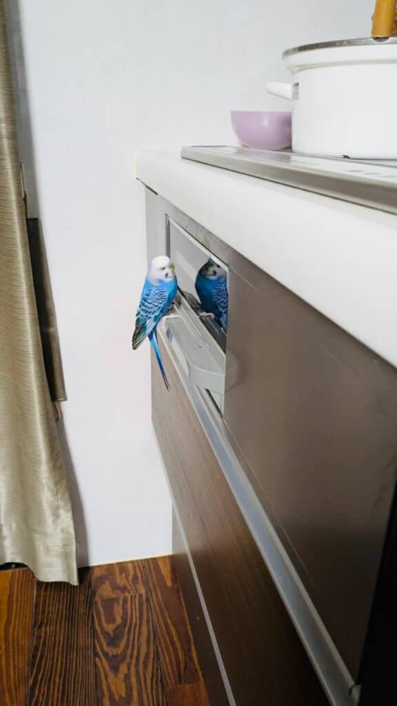 グリルに興味津々