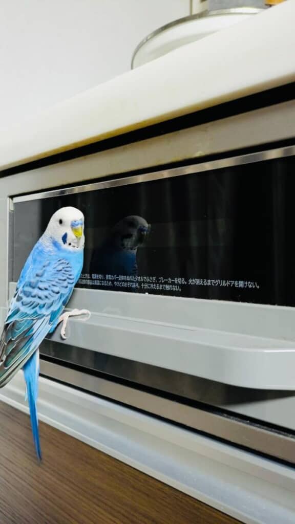 好奇心に勝てないインコちゃん