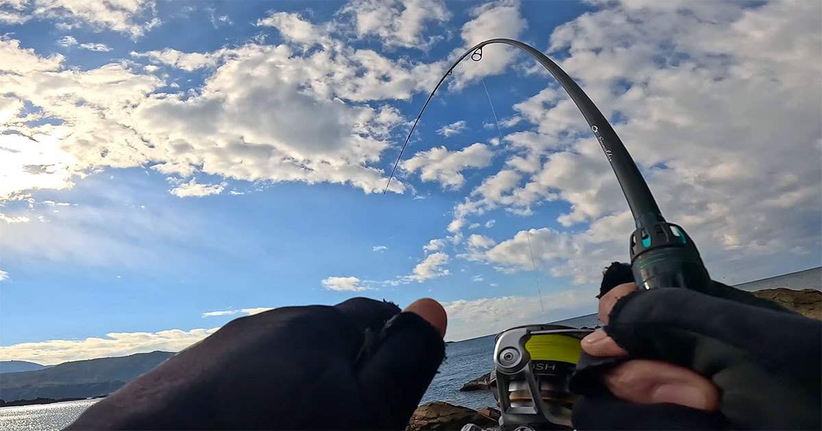 釣り男 浅瀬で釣り→竿がグググッ……！ 姿を現した“王様”に「凄い！」「立派