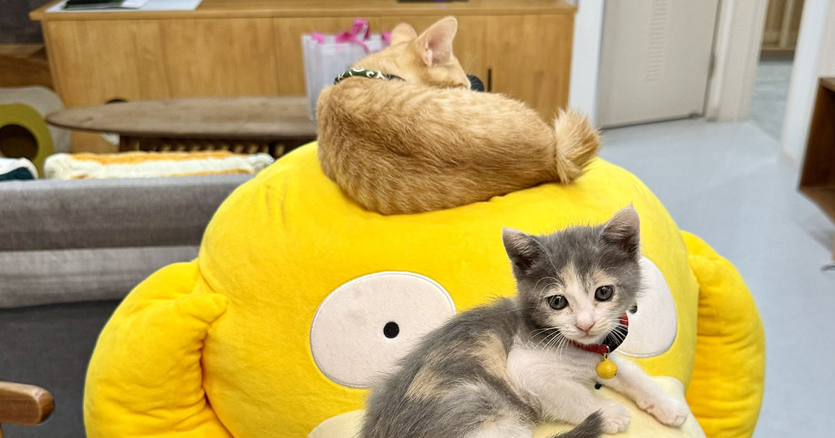 大きなコダックに乗った“小さな子猫たち”→1年後、現在の光景に「声が出てしまいました」「マジで頭抱えてて草」（1/3） | 猫 ねとらぼ