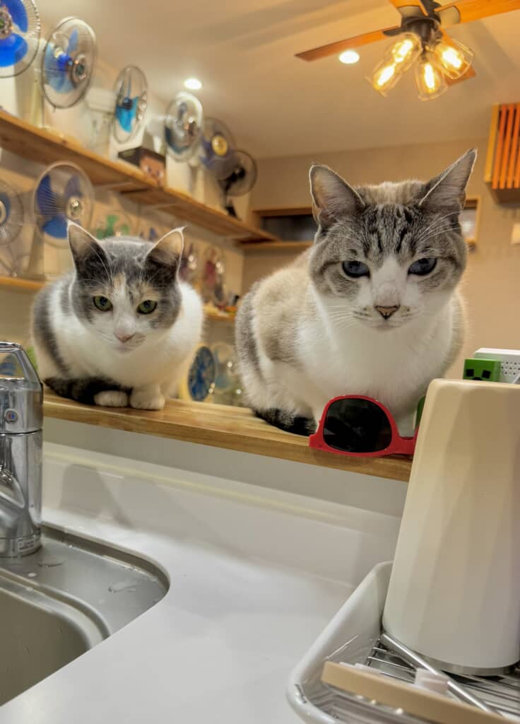 ｢食器に油汚れ、まだ残ってません？｣