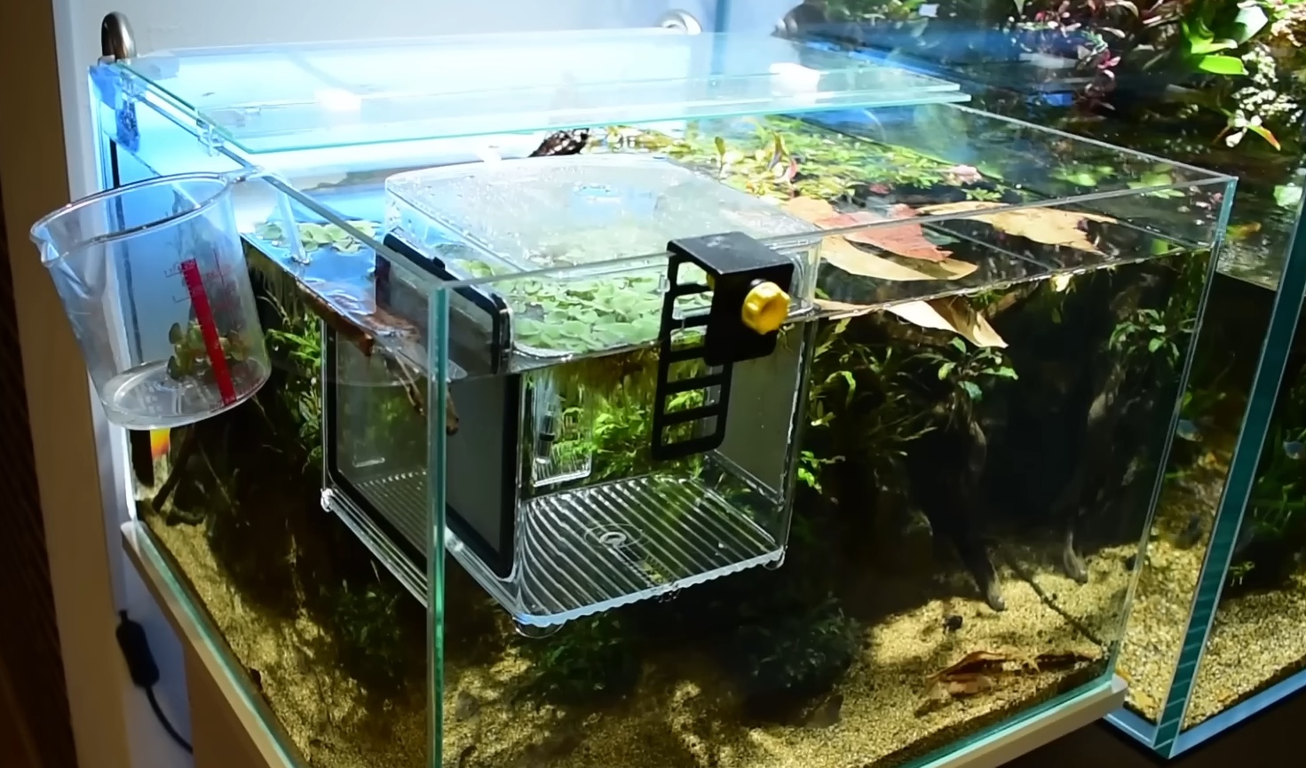 “青い金魚”を9000円で購入→数日後、ふと水槽を見たら「これは…」「天国だよね」「凄い」　目を疑う光景に驚きの声（1/3） | その他生き物 ねとらぼ