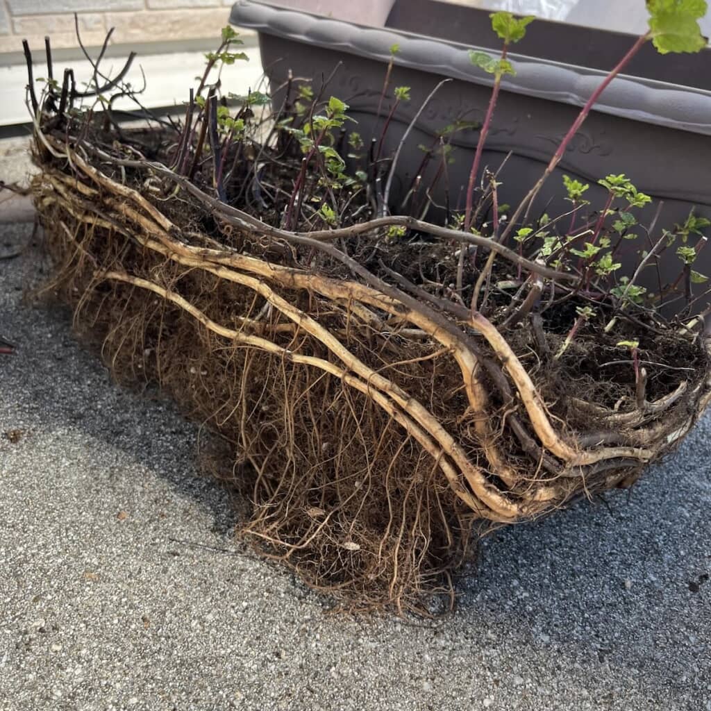 鉢から引っこ抜いたミント