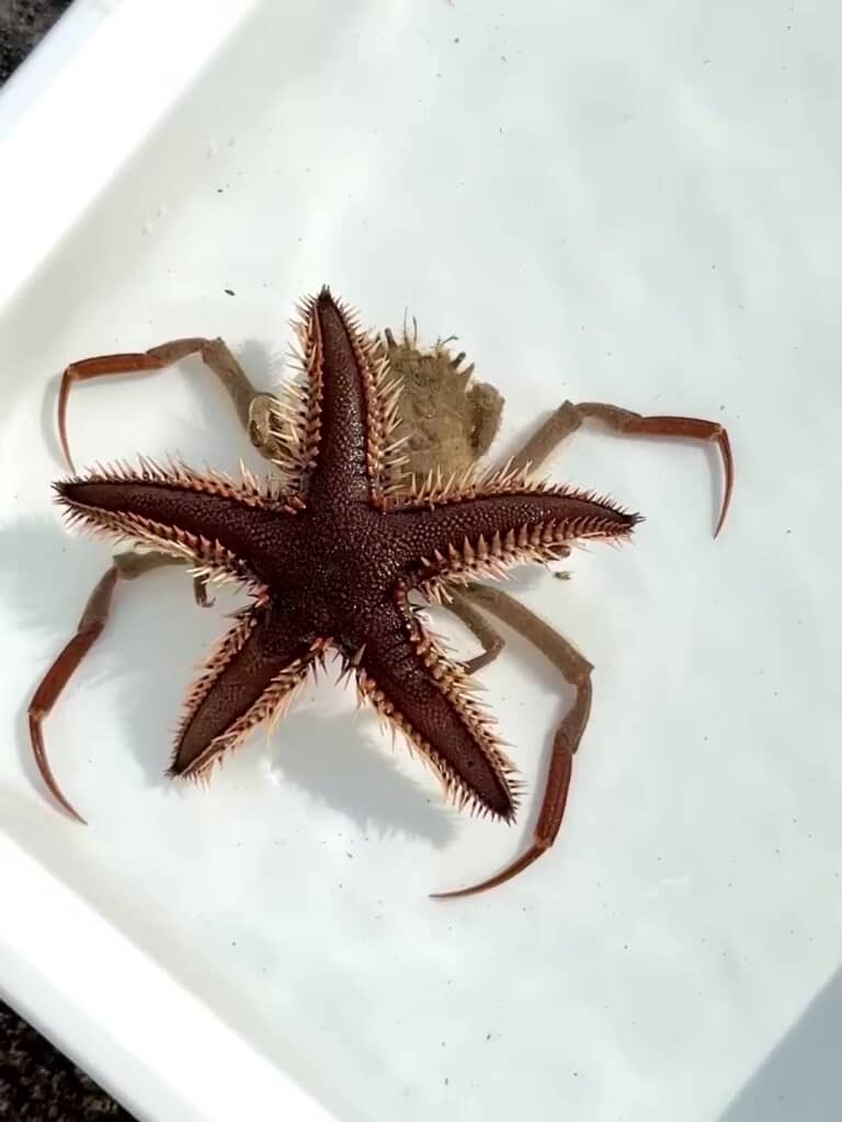 ヤド……カリ？