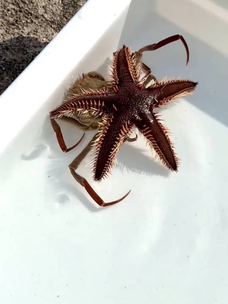 ノソノソと動き回ります