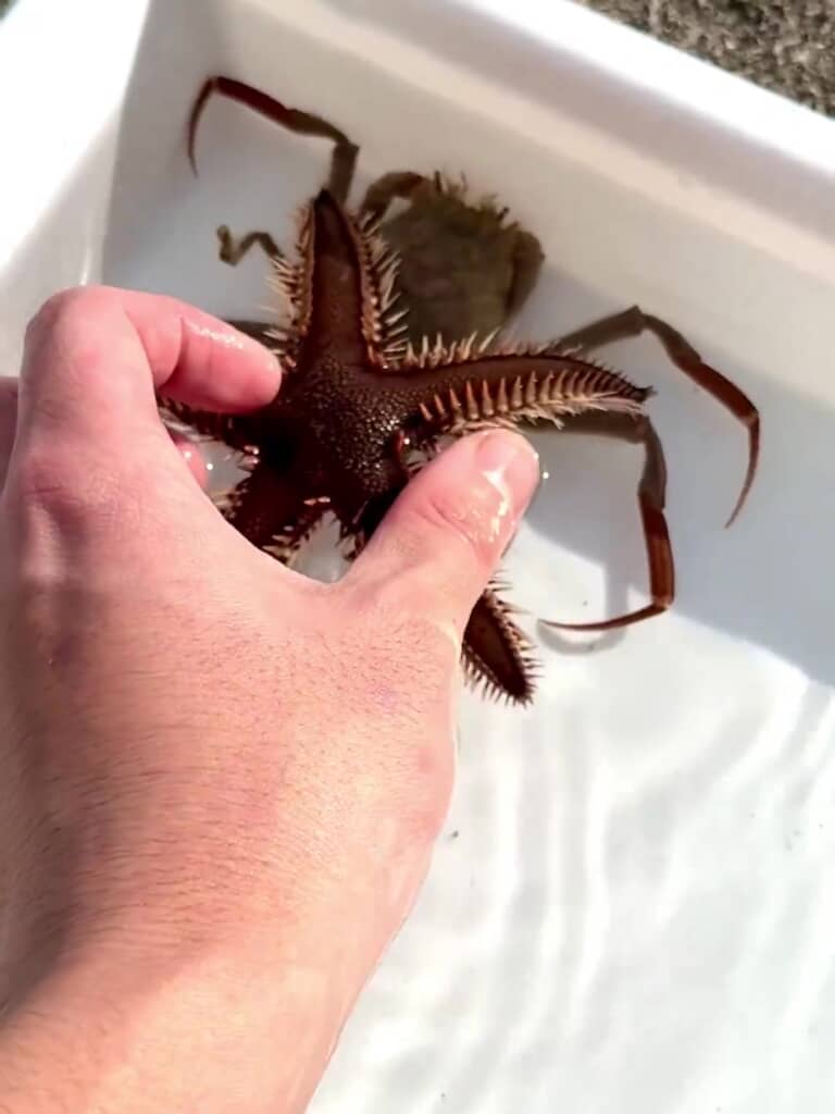 きちんと背中に戻します