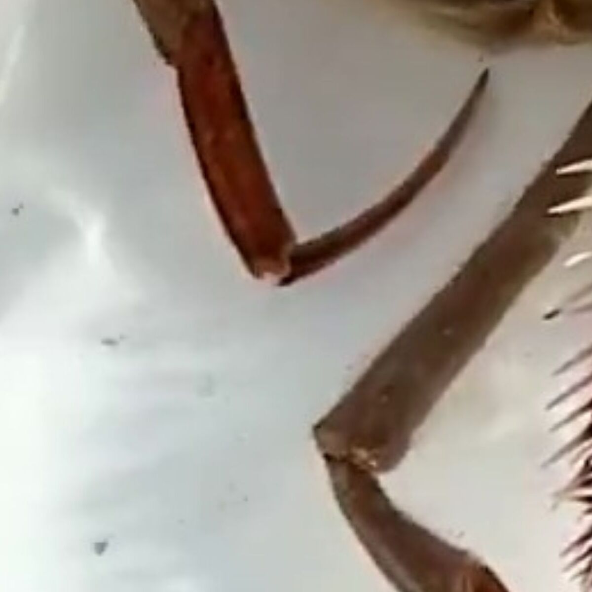 「新種のヤドカリ採れたで！」→ウキウキで見に行くと……　「ちゃうんかい！」まさかの正体に「初めて見た」「確かに新種w」（1/3） | その他生き物 ねとらぼ