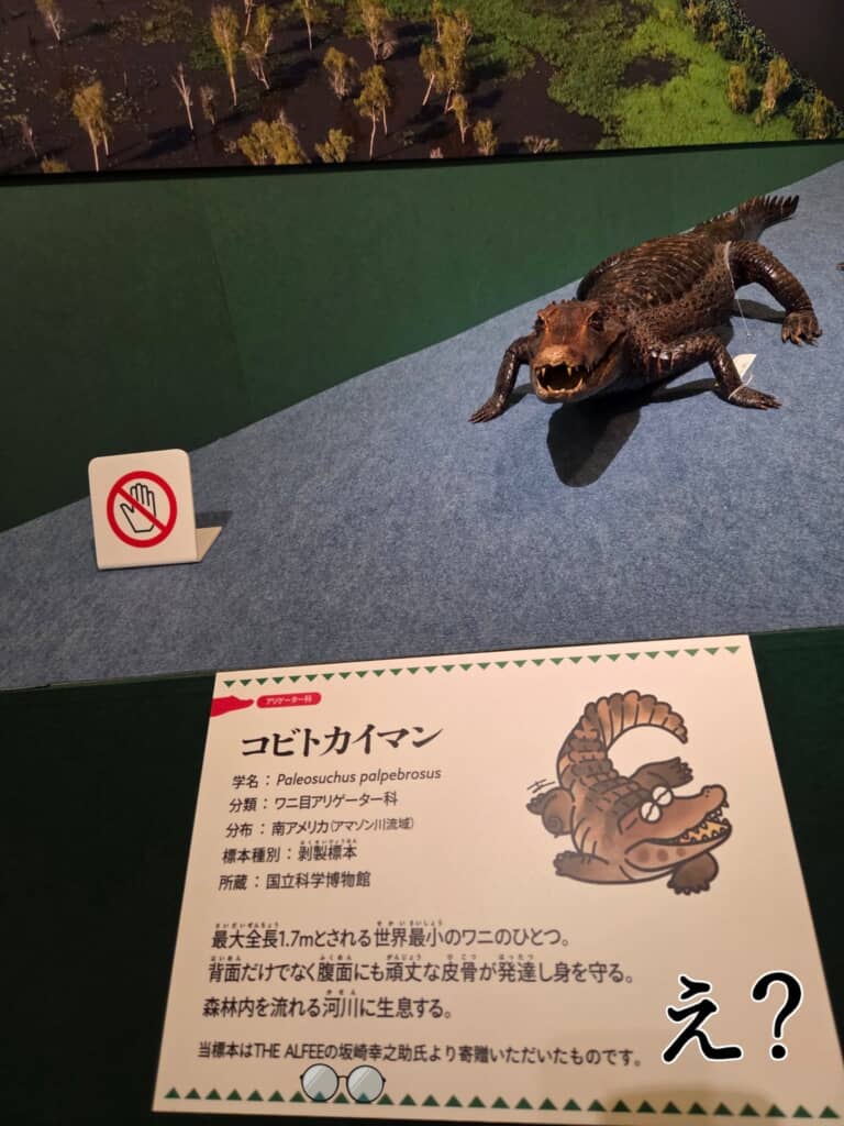 コビトカイマンの説明書きに「坂崎幸之助氏より寄贈」の文字