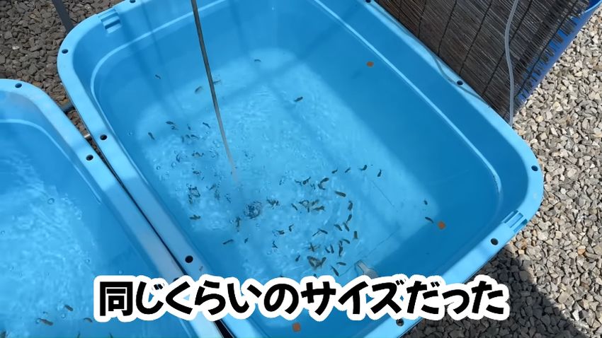 容器内で泳ぐ小さならんちゅうたち