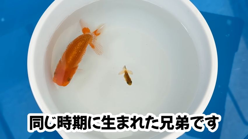 非常に大きならんちゅうと小さいままのらんちゅう