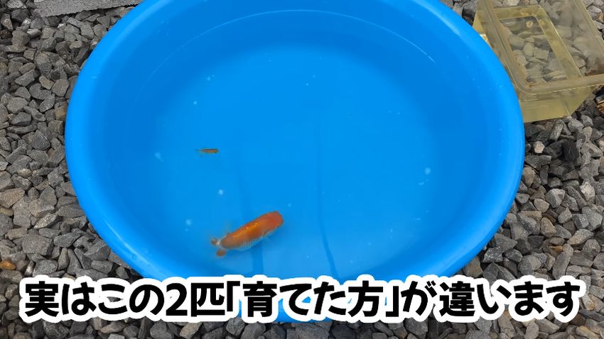 育て方が異なる2匹のらんちゅう